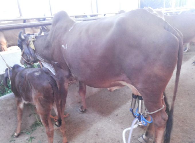 Piousmilk.com | A2 Milk in Noida, Greater Noida, NCR Delhi - Desi Gir cow in our dairy farm 4