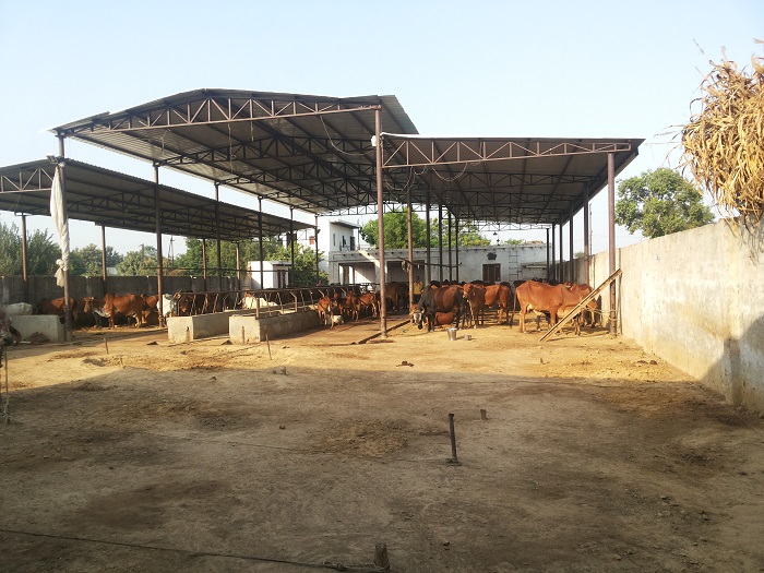 Piousmilk.com | A2 Milk in Noida, Greater Noida, NCR Delhi - Desi Gir cow in our Greater Noida farm