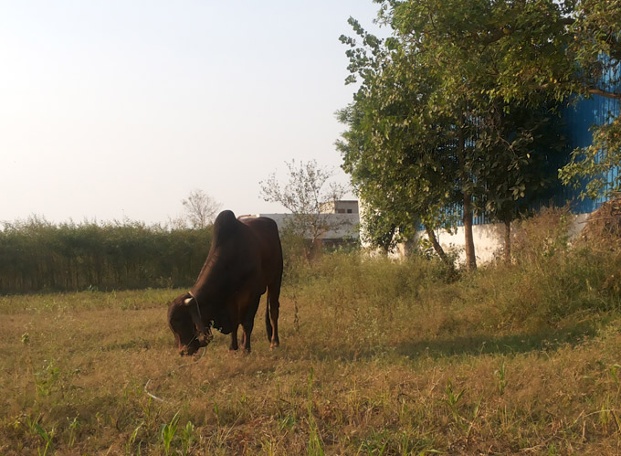 Piousmilk.com | A2 Milk in Noida, Greater Noida, NCR Delhi - Desi Gir cow in farm 1